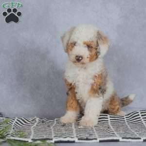 Lucy, Miniature Poodle Puppy